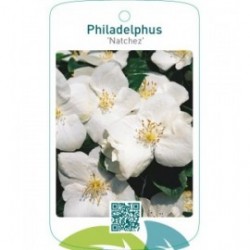 Philadelphus ‘Natchez’