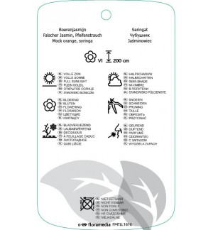 Etichette di Philadilphus ‘Natchez’ *