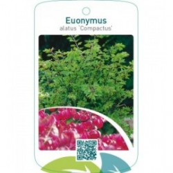 Euonymus alatus ‘Compactus’