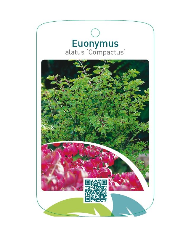 Euonymus alatus ‘Compactus’