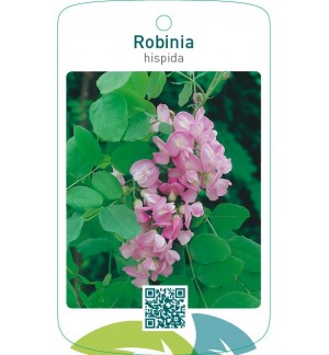 Robinia hispida