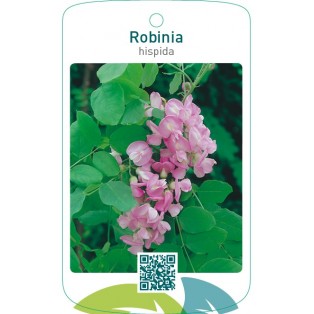 Robinia hispida