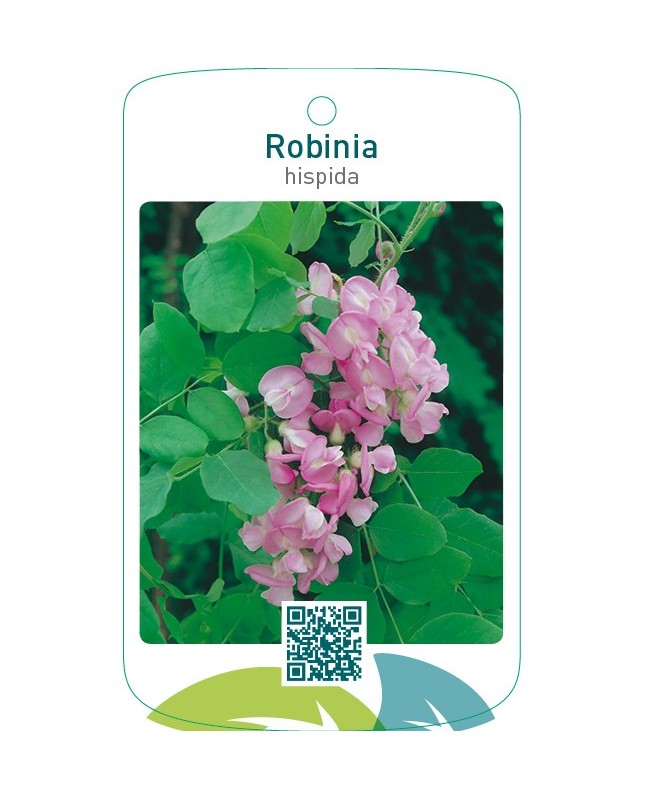 Robinia hispida