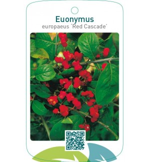 Euonymus europaeus ‘Red Cascade’