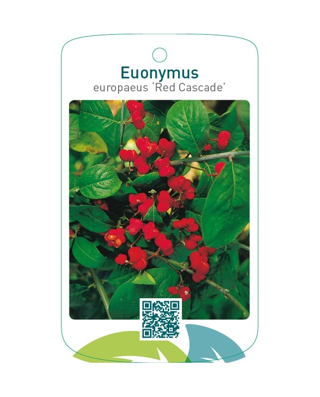 Euonymus europaeus ‘Red Cascade’