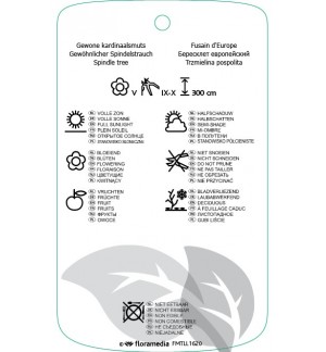 Etichette di Euonymus europaeus ‘Red Cascadi’ *