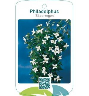 Philadelphus ‘Silberregen’
