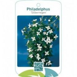 Philadelphus ‘Silberregen’