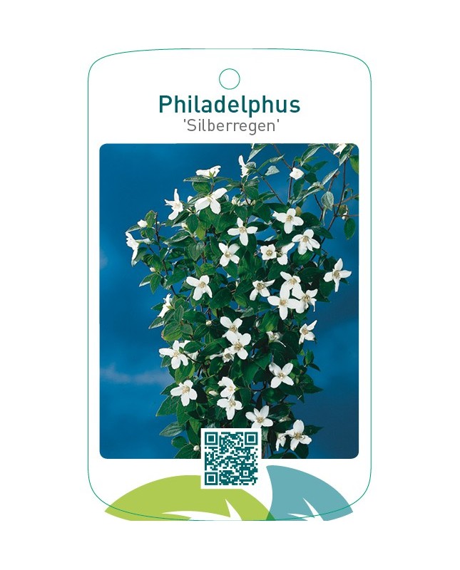 Philadelphus ‘Silberregen’