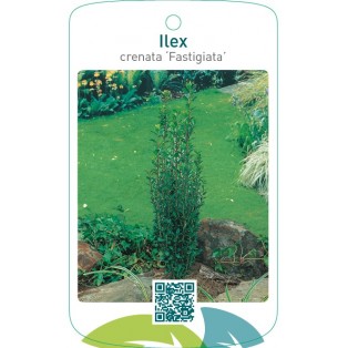 Ilex crenata ‘Fastigiata’