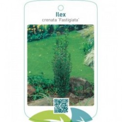 Ilex crenata ‘Fastigiata’