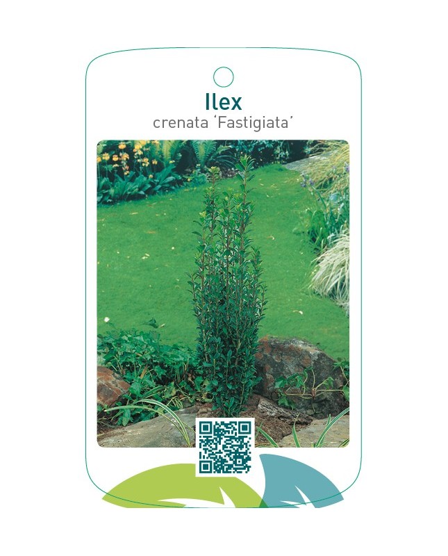 Ilex crenata ‘Fastigiata’