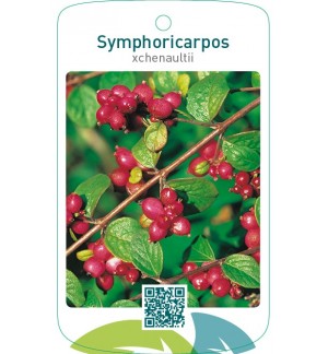 Symphoricarpos xchenaultii