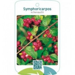 Symphoricarpos xchenaultii