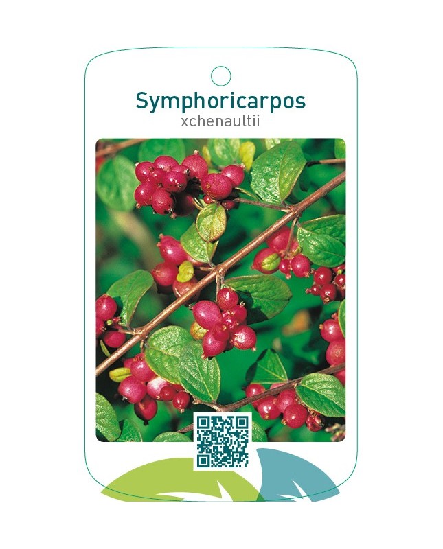 Symphoricarpos xchenaultii