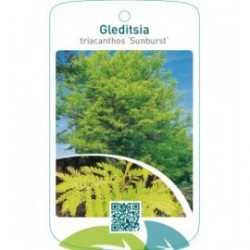 Gleditsia triacanthos ‘Sunburst’