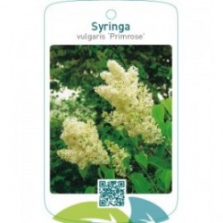 Syringa vulgaris ‘Primrose’