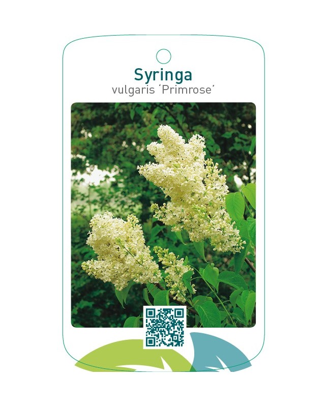 Syringa vulgaris ‘Primrose’