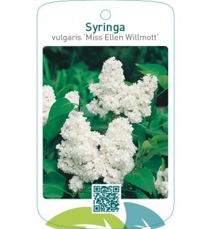 Syringa vulgaris ‘Miss Ellen Willmott’