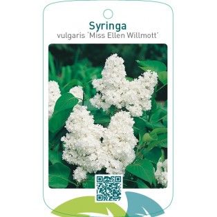 Syringa vulgaris ‘Miss Ellen Willmott’