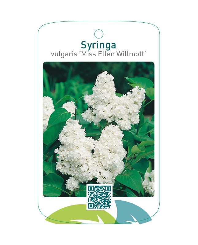 Syringa vulgaris ‘Miss Ellen Willmott’