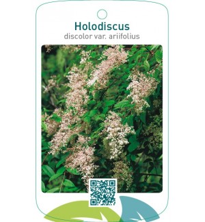 Holodiscus discolor var. ariifolius