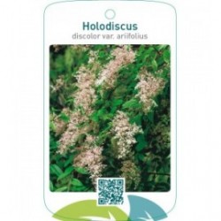 Holodiscus discolor var. ariifolius