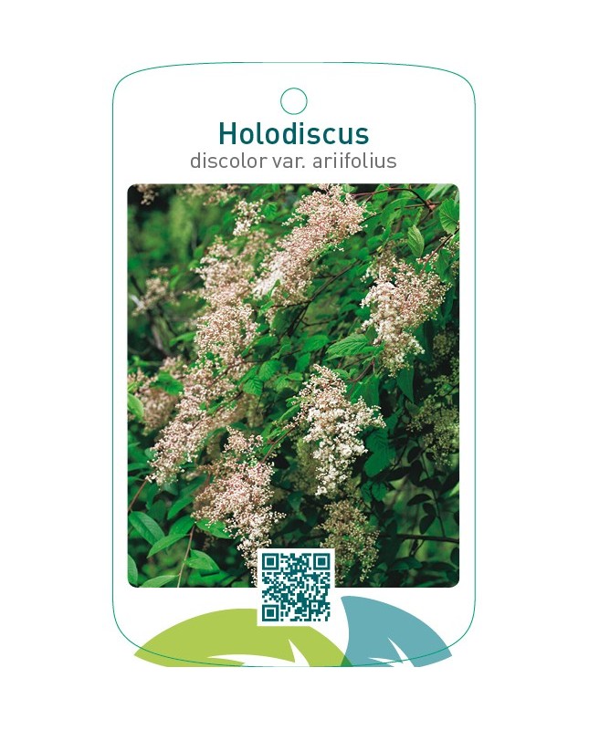 Holodiscus discolor var. ariifolius