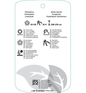 Etichette di Holodiscus discolor var. ariifolius *