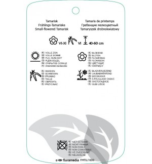 Etichette di Tamarix parviflora *