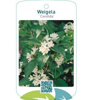 Weigela ‘Candida’