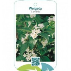 Weigela ‘Candida’