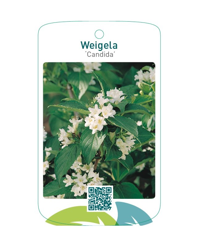 Weigela ‘Candida’