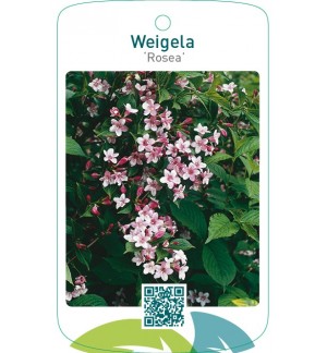 Weigela ‘Rosea’