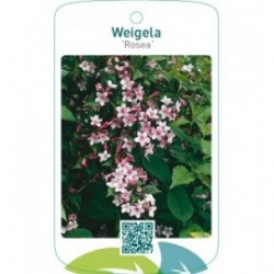 Weigela ‘Rosea’