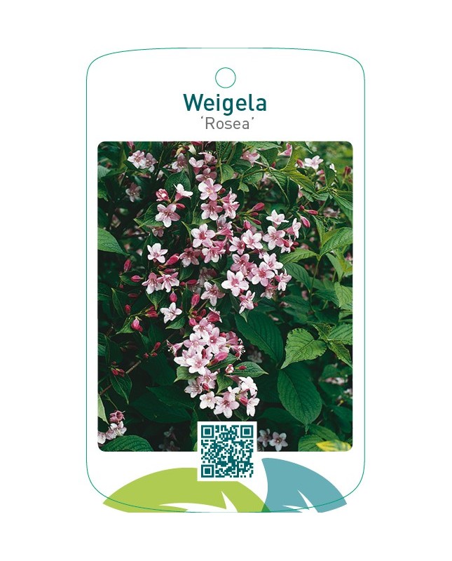 Weigela ‘Rosea’