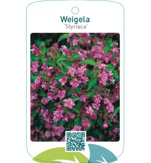 Weigela ‘Styriaca’
