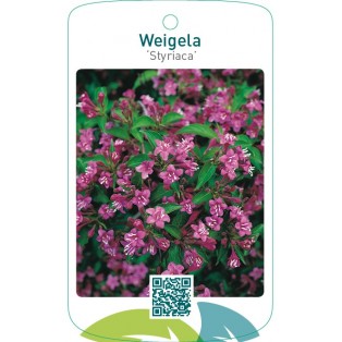Weigela ‘Styriaca’