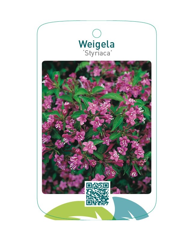 Weigela ‘Styriaca’