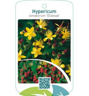 Hypericum xinodorum ‘Elstead’