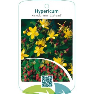 Hypericum xinodorum ‘Elstead’