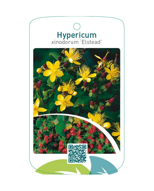 Hypericum xinodorum ‘Elstead’