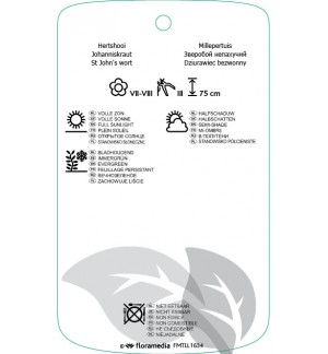 Etichette di Hypericum xinodorum ‘Elstead’ *