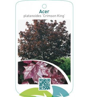 Acer platanoides ‘Crimson King’