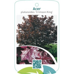 Acer platanoides ‘Crimson King’