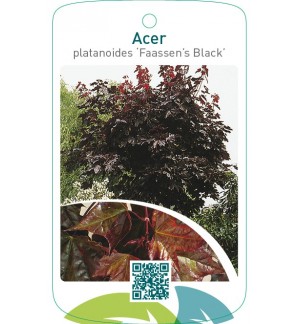 Acer platanoides ‘Faassen’s Black’