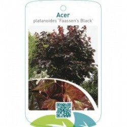 Acer platanoides ‘Faassen’s Black’