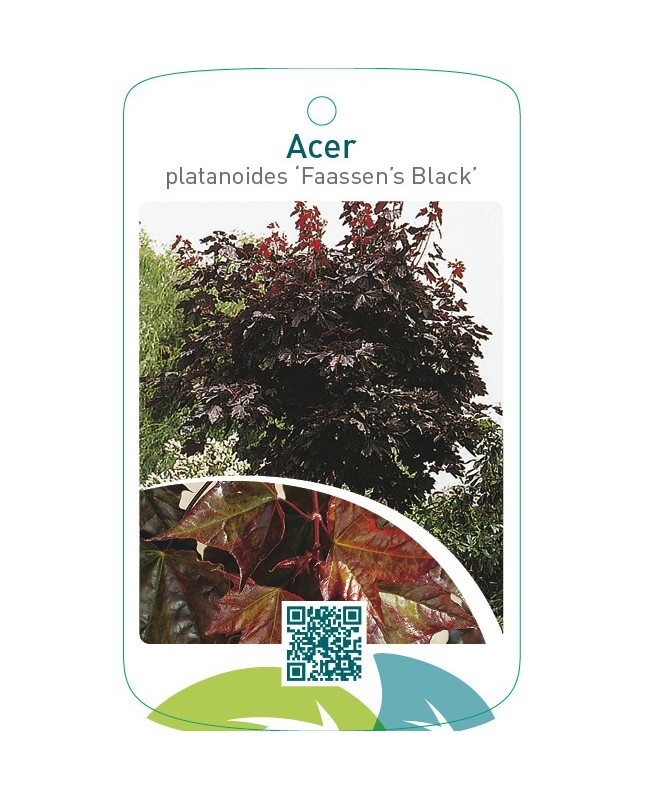 Acer platanoides ‘Faassen’s Black’