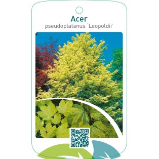 Acer pseudoplatanus ‘Leopoldii’