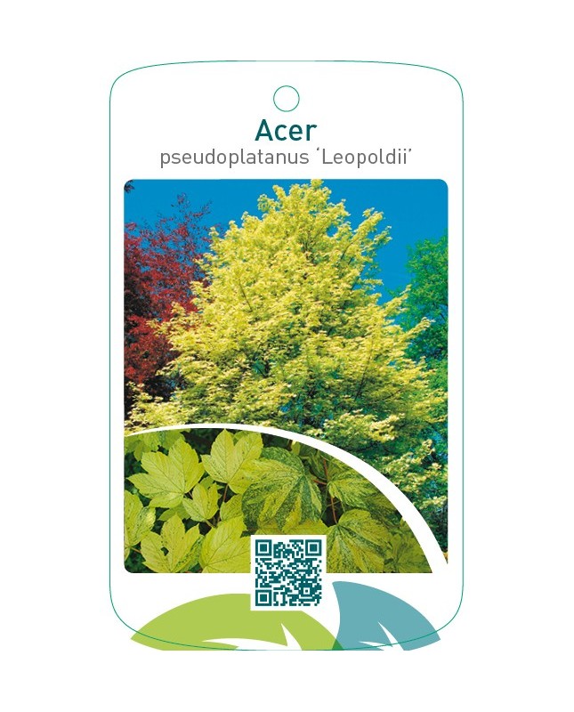 Acer pseudoplatanus ‘Leopoldii’